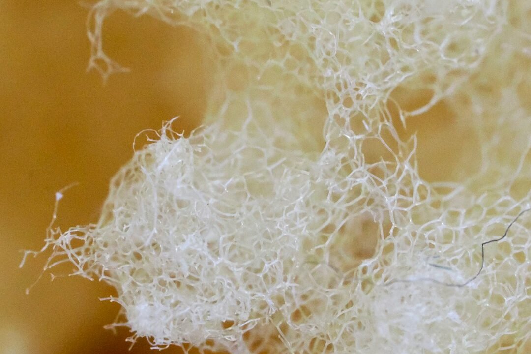 Natural loofah sponge