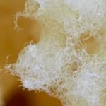 Natural loofah sponge